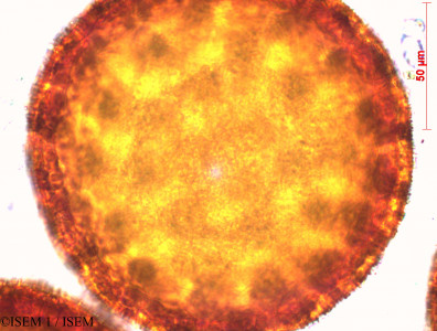 Mirabilis jalapa - lame n° 29409